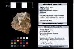 Foto (Objekt + Etikett) von Mundopsidae indet.  (NHMW-GEO-1990-0041-3277)